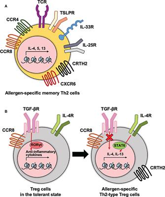 The extrinsic factors important to the homeostasis of allergen-specific memory CD4 T cells